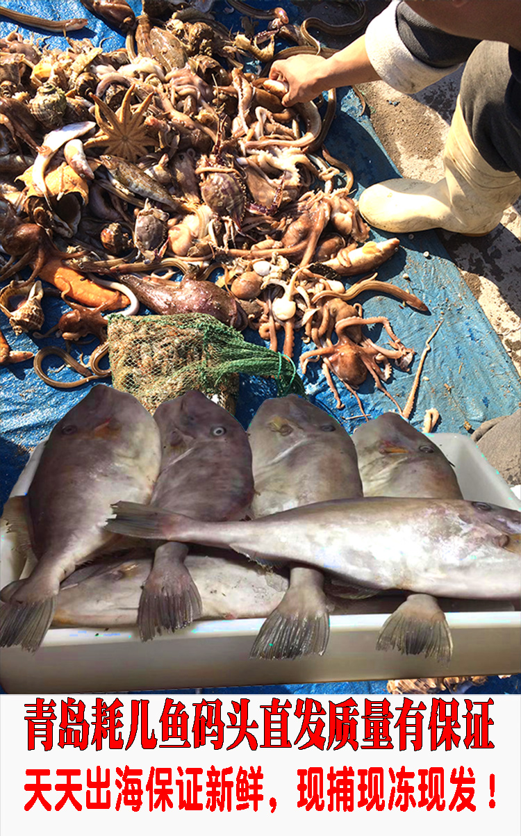 耗儿鱼 大号扒皮鱼新鲜冷冻剥皮鱼马面鱼中号海鲜水产橡皮鱼 腾旺纳跃