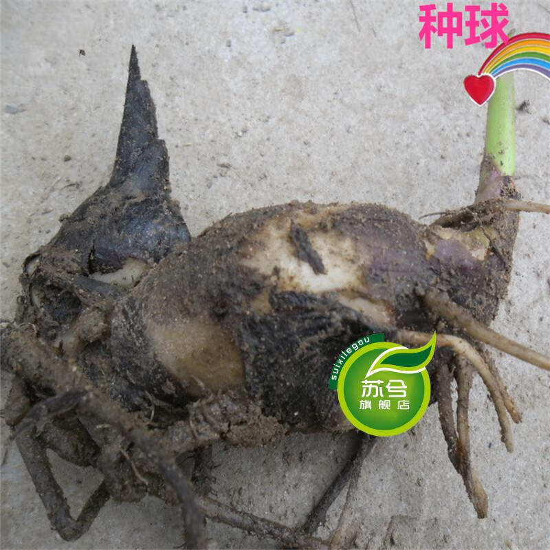 花卉植物盆栽美人蕉种球美人蕉根美人焦苗庭院绿化种植当年开花双色