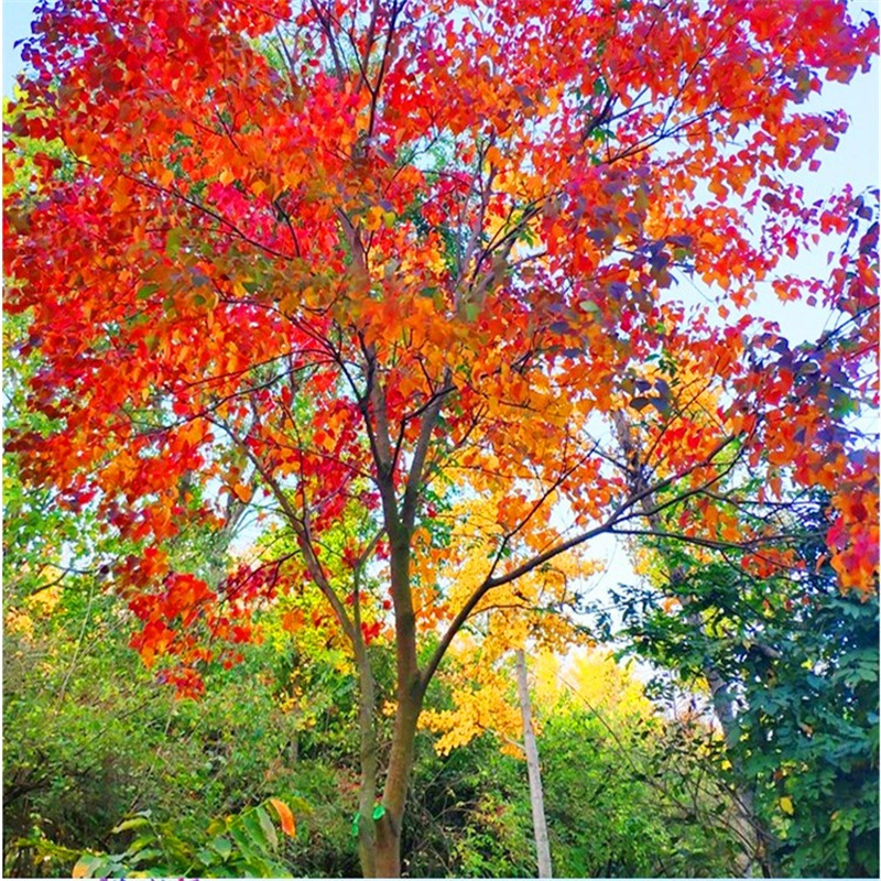 乌桕苗红叶乌桕树苗庭院别墅绿化植物工程景观绿化苗木菩提树苗5公分