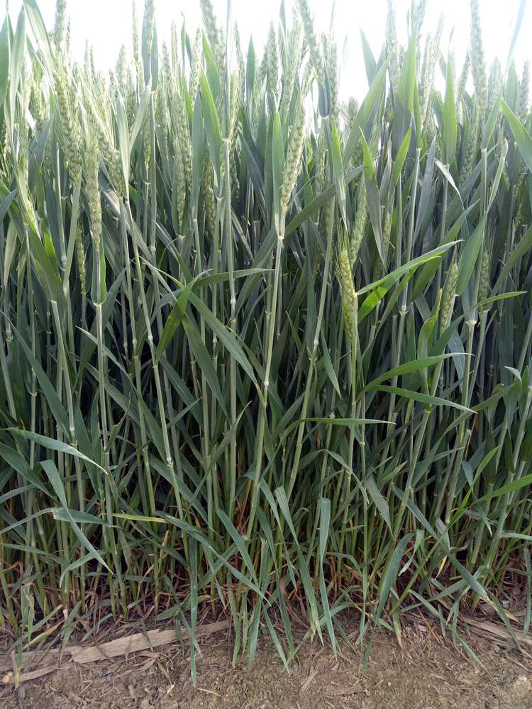 新小麦种子麦子小麦草小麦粒发芽做麦芽糖榨汁猫草小麦苗种籽小麦80克