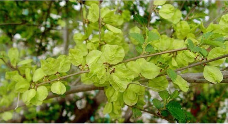 顺丰速运新鲜榆钱2022年新鲜榆钱儿榆串人工采摘窝窝头菜1斤现摘速发