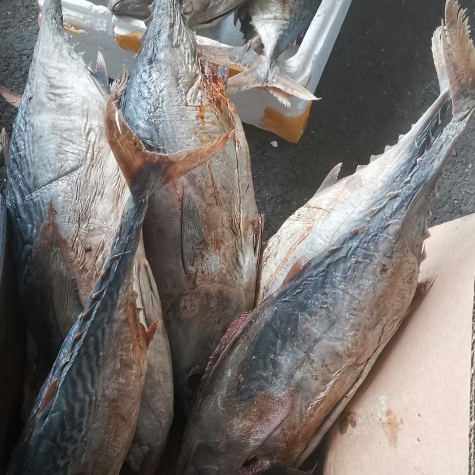 老咸鱼花鲅鱼马友鱼干咸鳎米籽光鱼咸马鲛鱼大咸鱼各种规格咸鱼 咸鳎