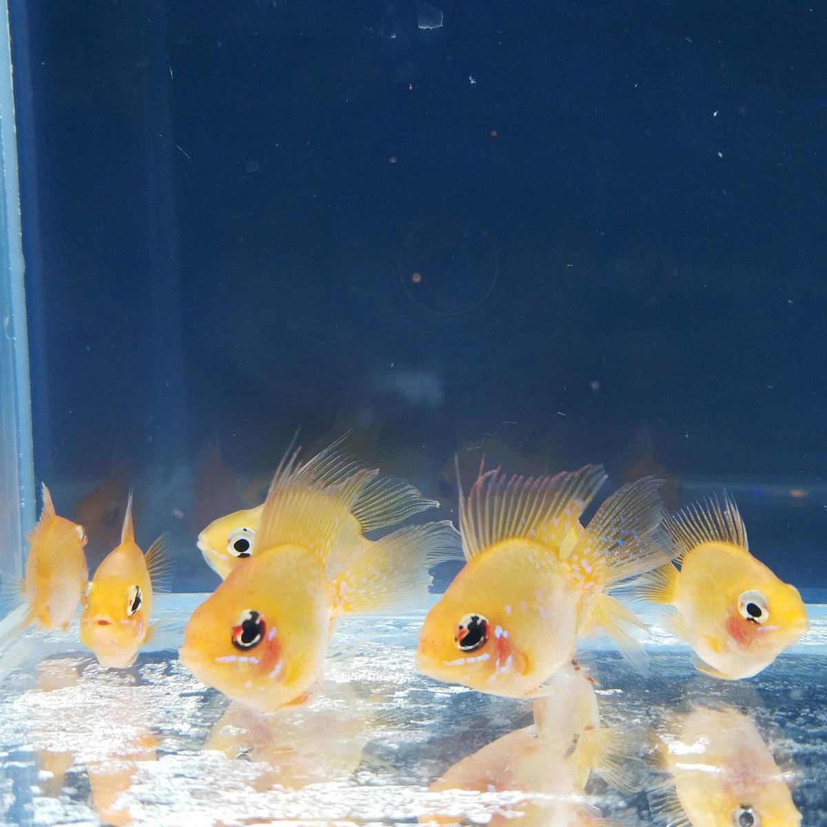 金波子阿凡达荷兰凤凰球长尾桃心种鱼苗繁殖产卵别墅小型活体饲料