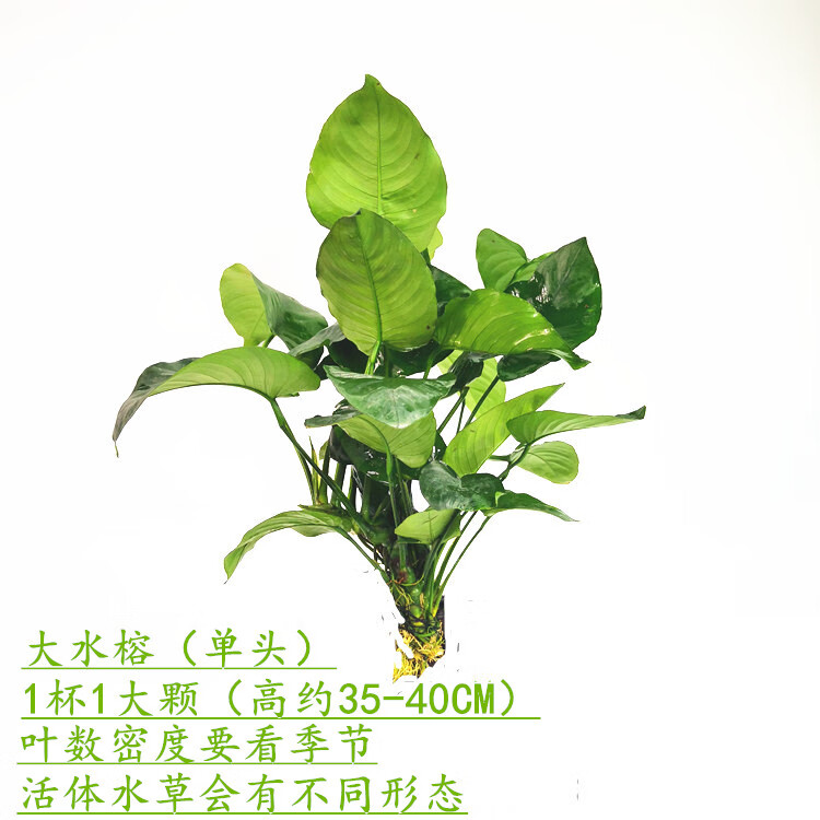荣郁淡水鱼缸活体水草水榕系列大叶榕小榕巴榕迷你榕阴性造景无需co2