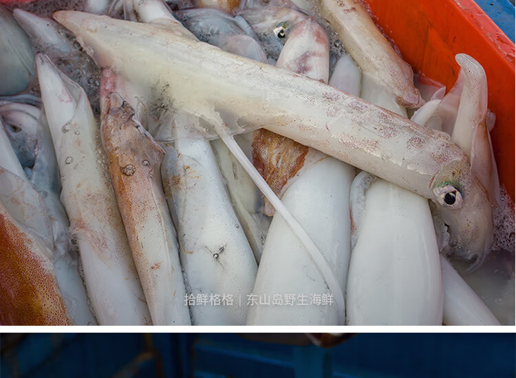 刺身鱿鱼海鲜大管活冻手钓大鱿鱼火箭鱿鱼500g查威布尔500g1只1000g共
