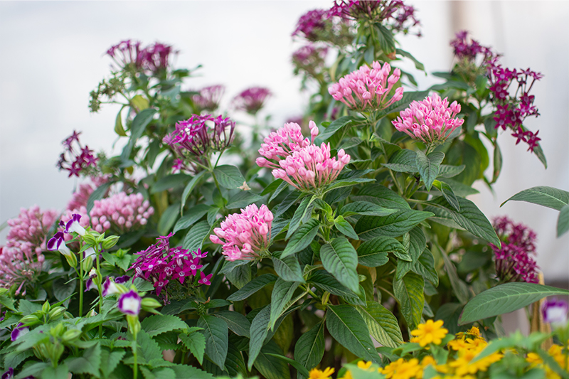 五星花雨伞繁星形仙丹花庭院阳台耐热耐旱喜水喜阳多年生花卉绿植原盆
