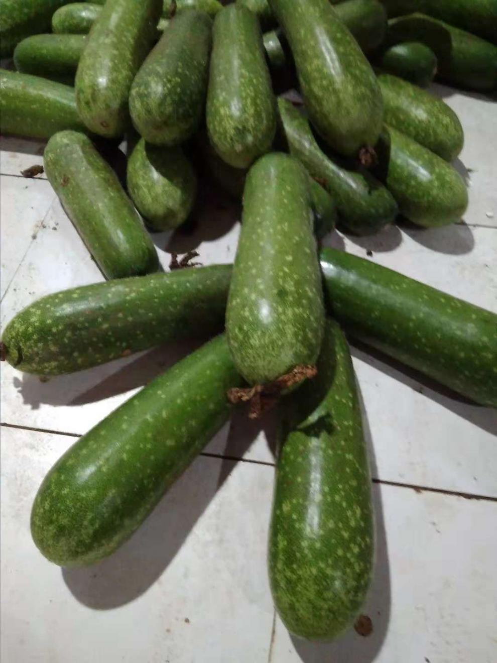 广西农家毛瓜新鲜脆嫩毛瓜节瓜小冬瓜3斤5斤毛时令蔬 3斤装