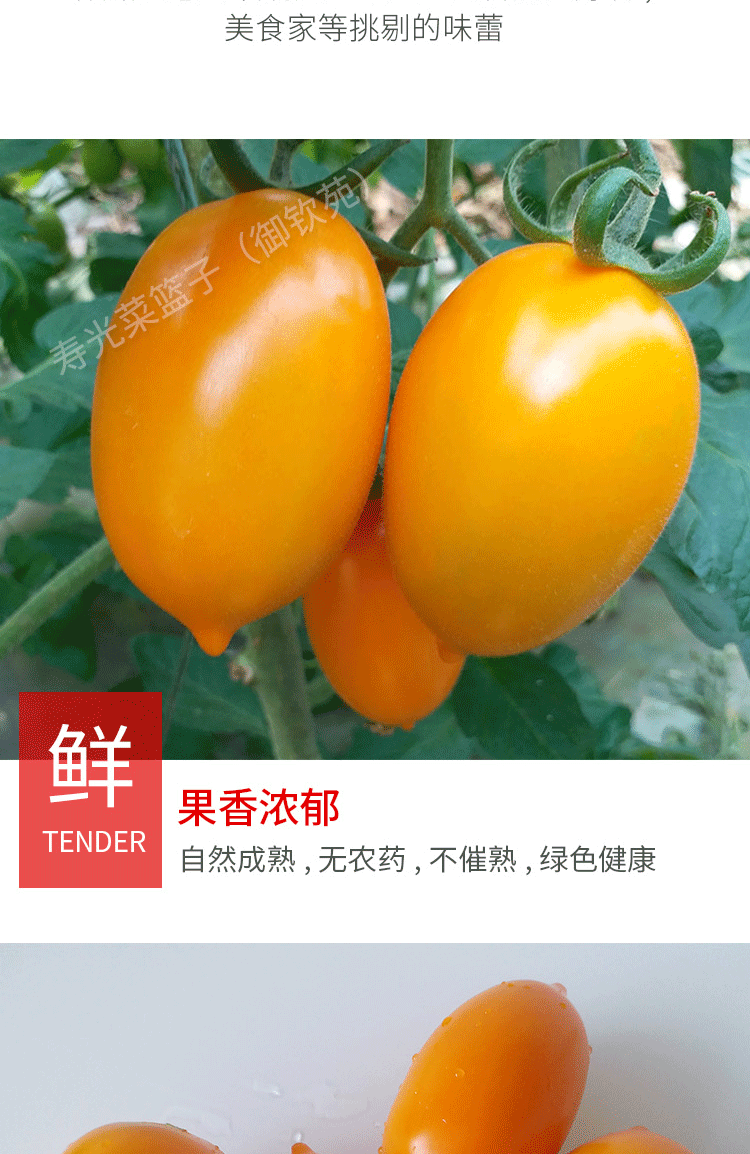 奶香黄罗曼西红柿山东特产一串黄色番茄现摘新鲜橙色洋柿子3斤装