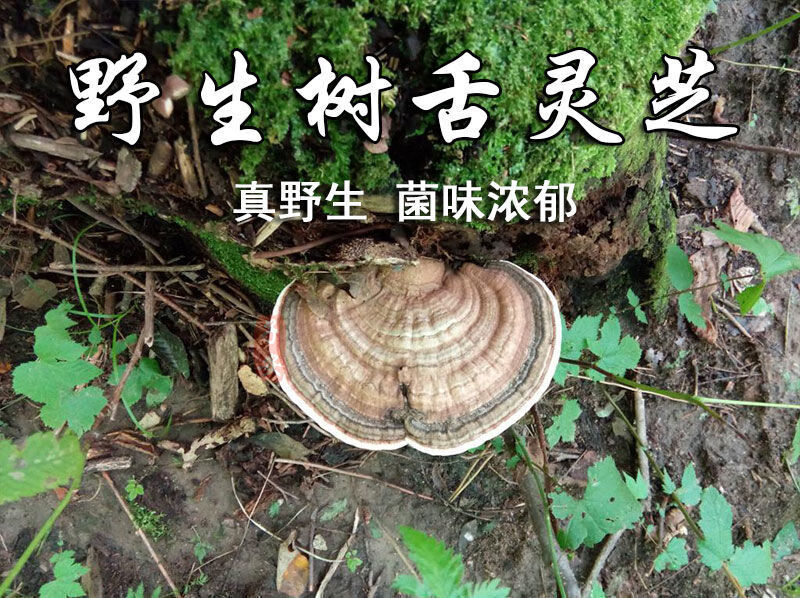 有仁堂野牲真野牲灵芝树舌灵芝野牲灵芝青芝红缘野牲灵芝真树舌灵芝