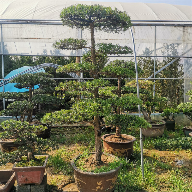 罗汉松造型树迎客松别墅庭院地栽盆景四季常青耐热盆景造型大不含盆