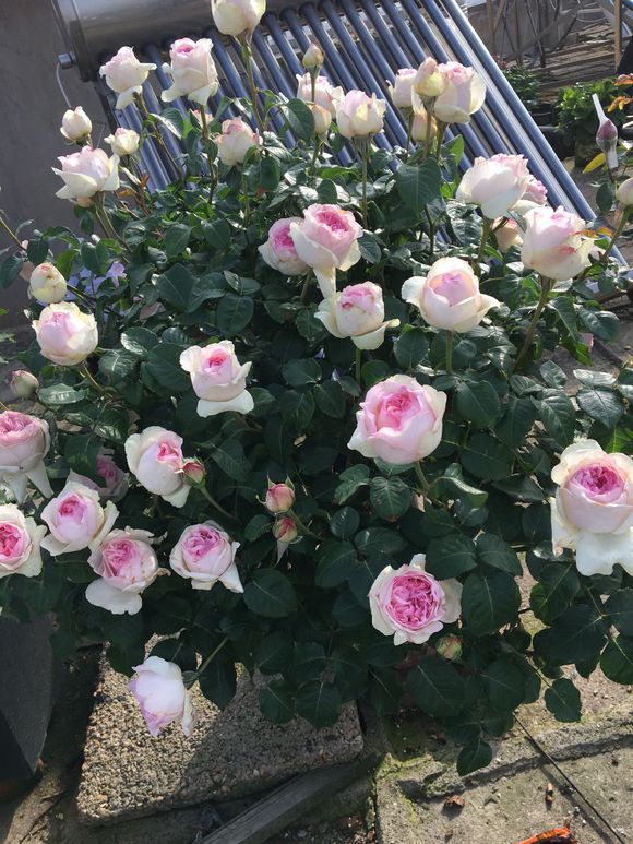大苗 芙芳香大花月季苗 浓香切花灌木根接苗 军绿色 伊芙光(大苗) 不