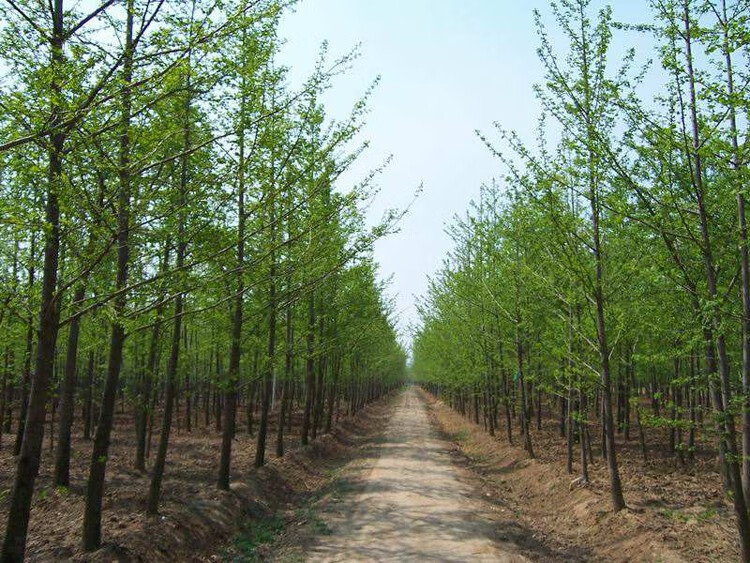 银杏树苗银杏苗金叶银杏树苗白果小苗大苗地栽庭院绿化苗木行道树801