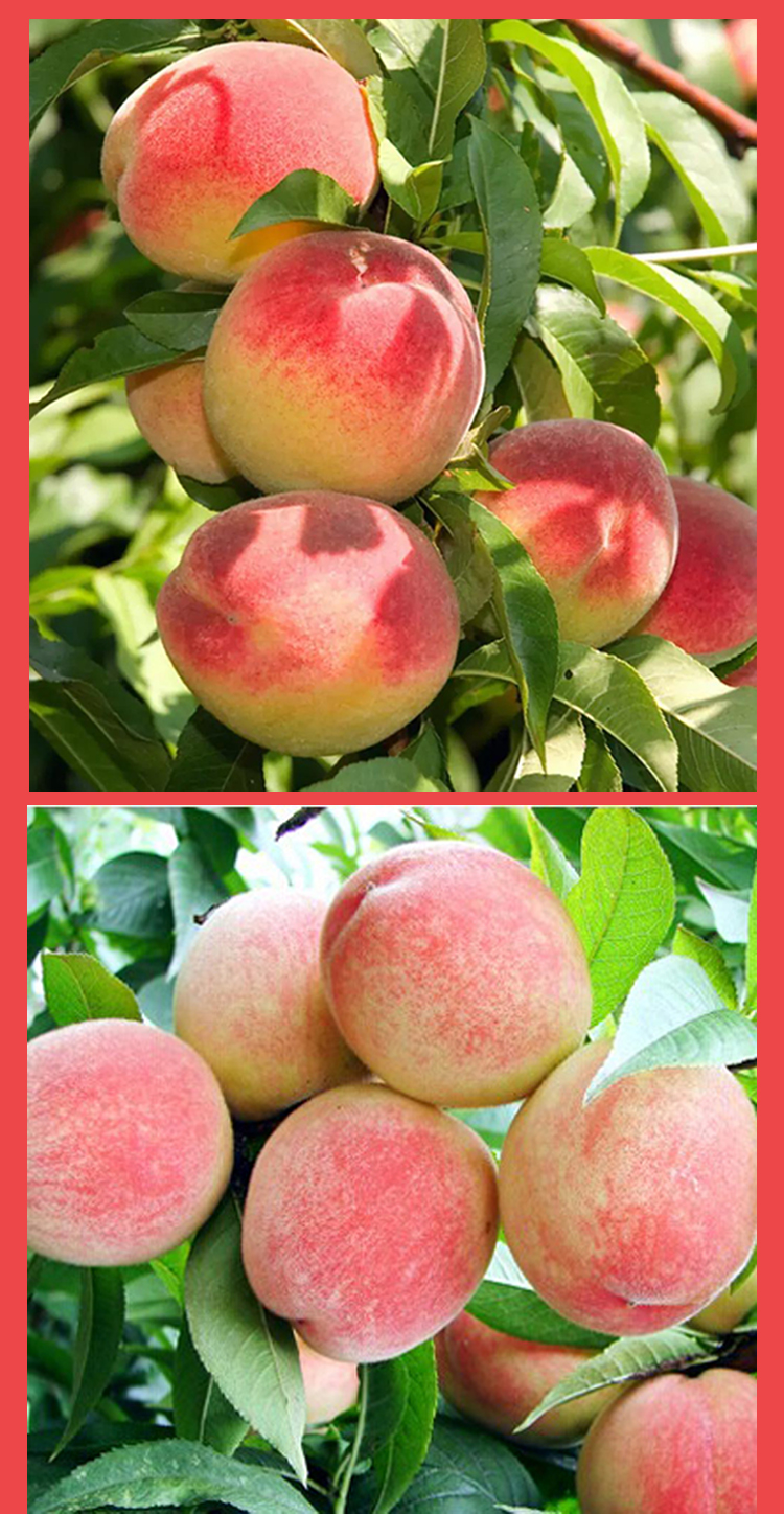 可以吸的水蜜桃古田水蜜桃子礼盒装510斤新鲜大桃子孕妇水果白凤桃