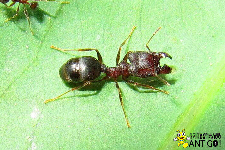 蓝悦途伊大头蚁pheidole yeensis活体蚂蚁世界家园工坊科普教育森城堡