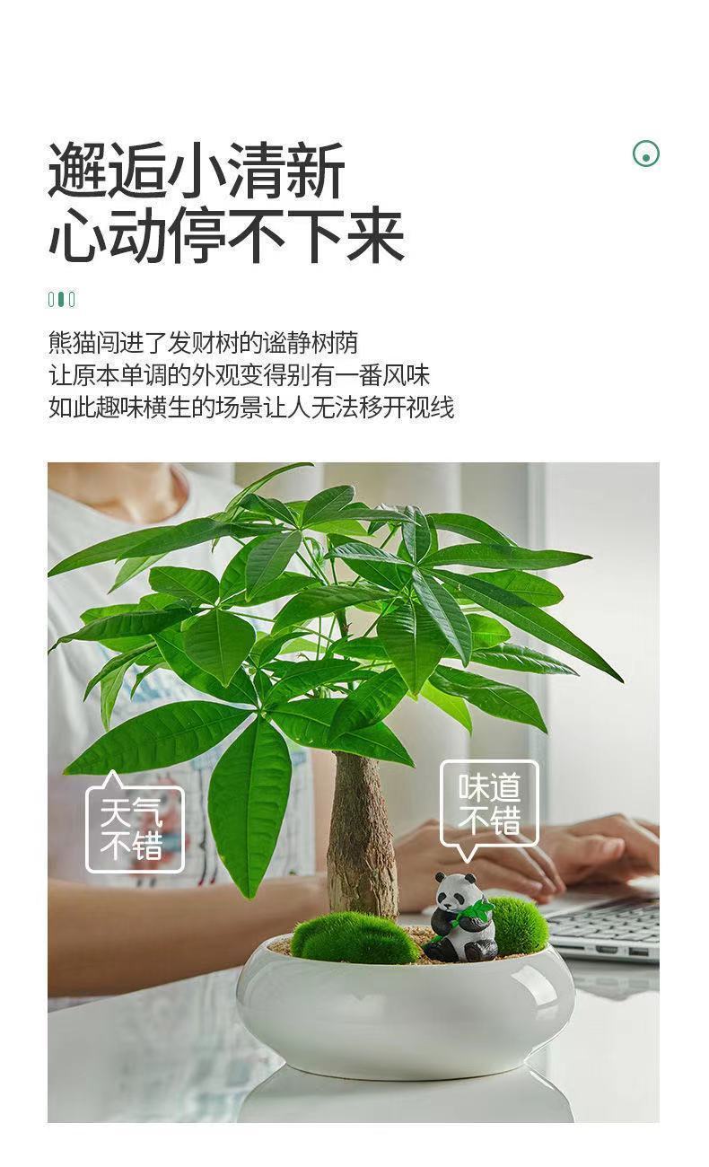 发财树盆栽绿植植物办公室客厅室内盆景好养小树金钱树富贵竹 熊猫