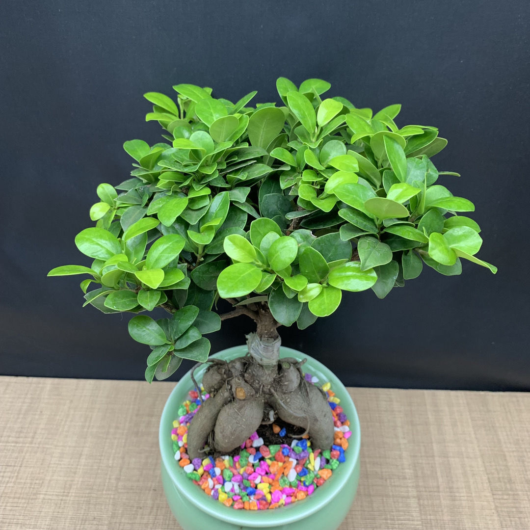 四季常青耐寒榕树造型树桩盆景苗室内植物人参榕小叶榕树盆栽绿植人参