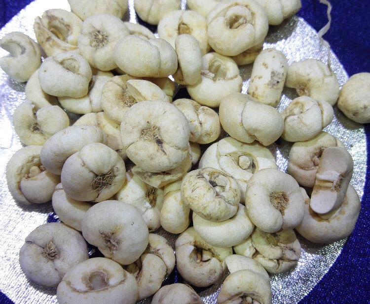 西藏特产野生贝母尖贝藏贝母西藏野生藏贝母味苦大颗粒中药材正宗藏