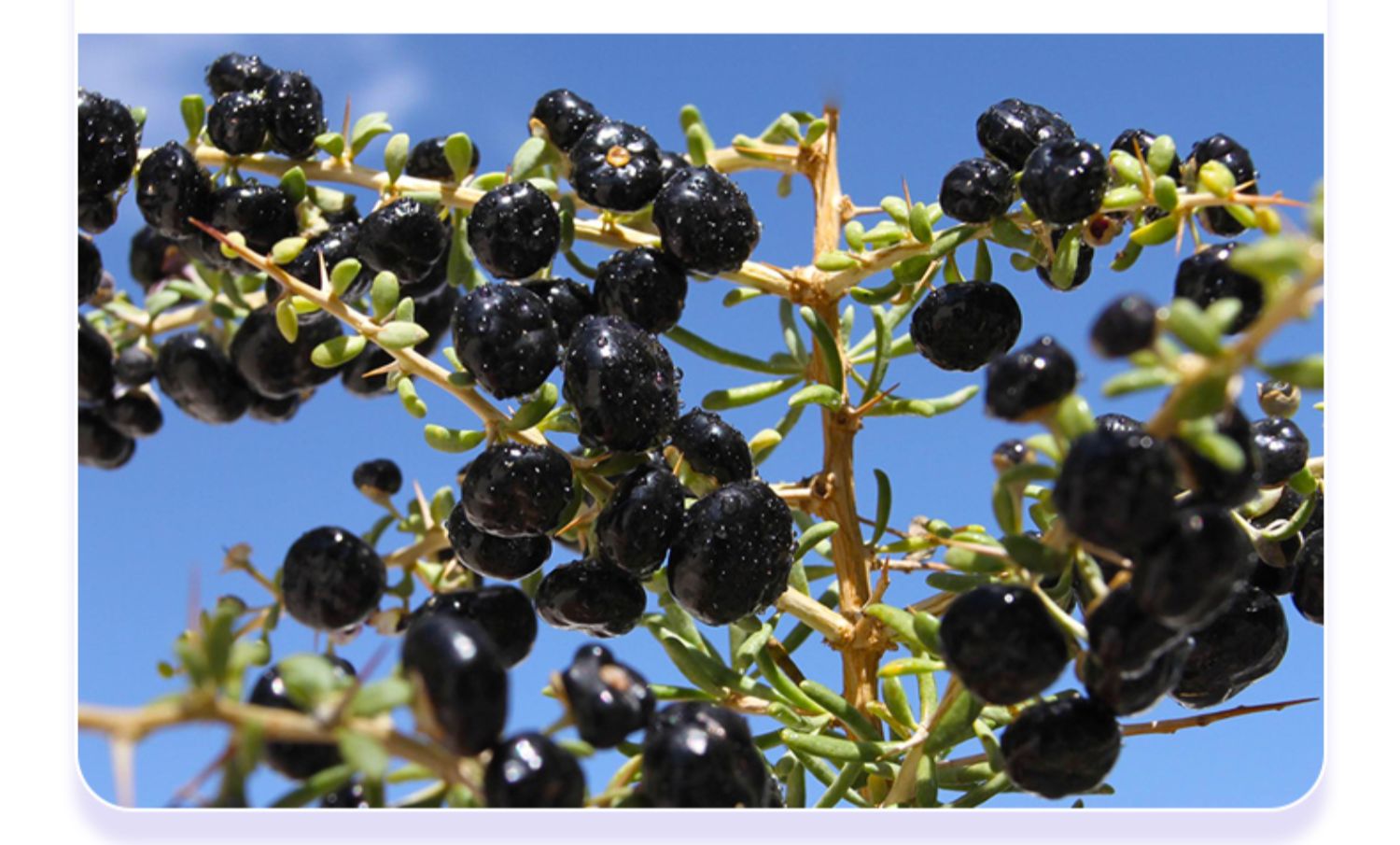 鲜杞原黑枸杞原浆青海鲜黑苟杞汁中宁特级构纪子原液旗舰店