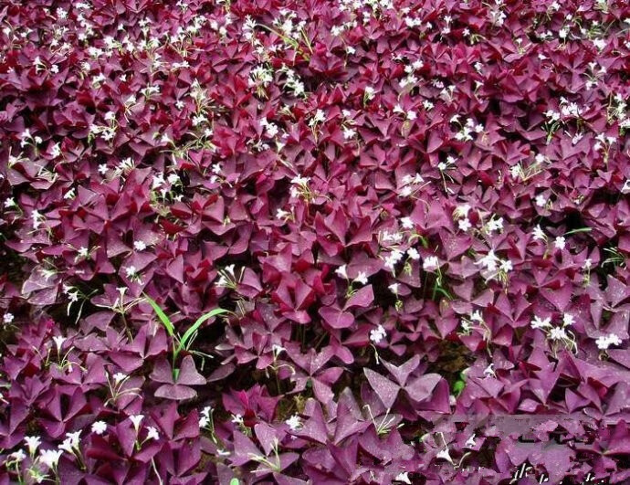 紫色幸运草紫之舞三叶草盆栽花园地栽盆栽红花三叶草紫叶酢浆草紫色