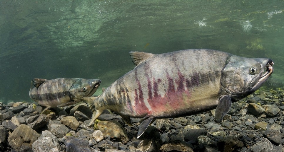 大马哈鱼2021年国产冷冻新鲜洄游整条黑龙江佳木斯抚远县东北特产整条