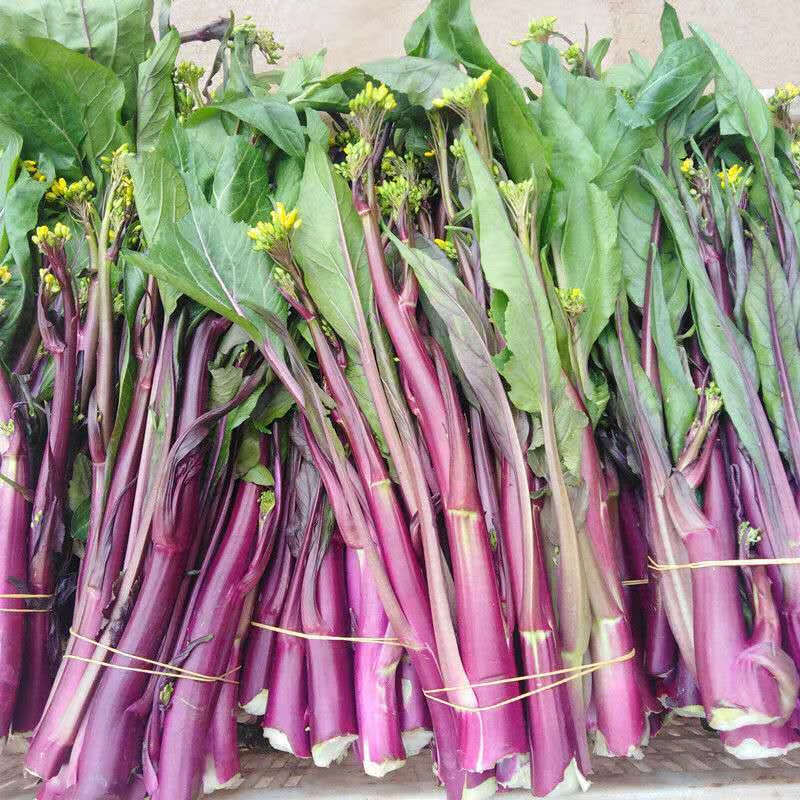 洪湖妈妈湖北红菜苔新鲜洪山菜苔武汉苔油菜苔菜薹青菜蔬菜 3斤新鲜嫩