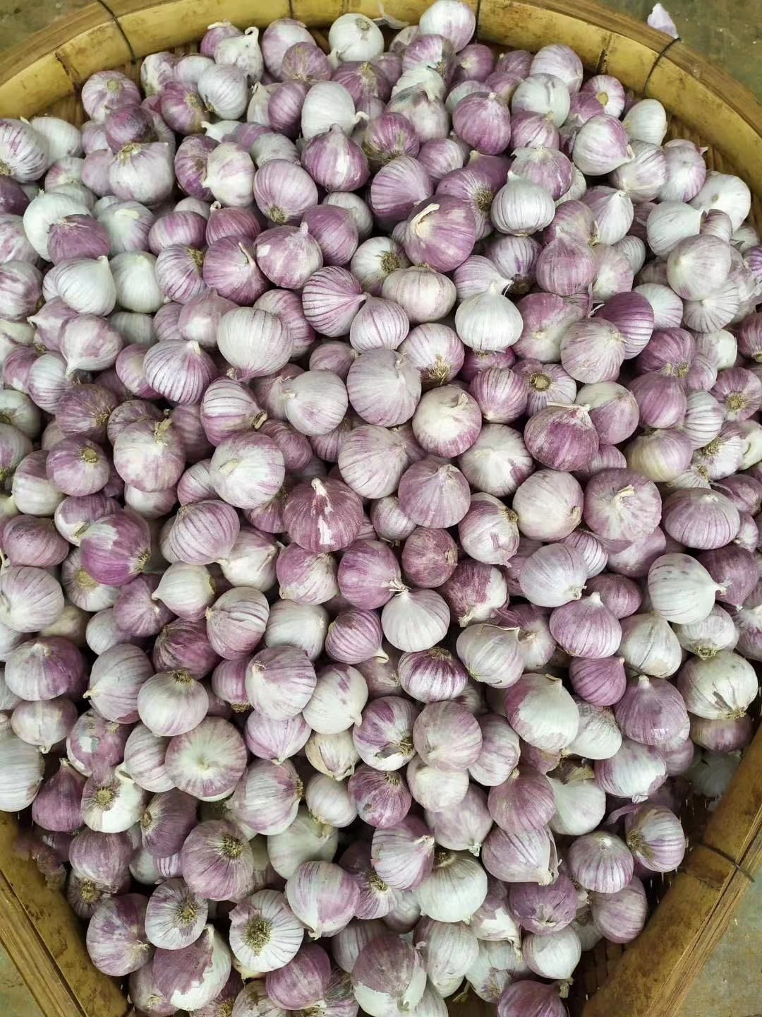 【京喜推荐】云南大理独头蒜紫皮蒜独子蒜干独头蒜非多瓣白今年新品香