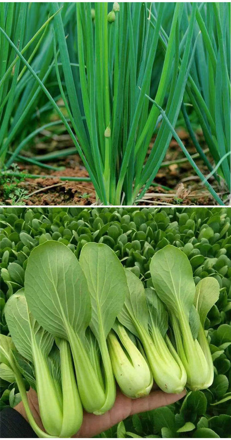 陽臺盆栽綠植庭院易種秋冬季蔬菜種子 小白菜 茼蒿 芹菜 小蔥(【圖片