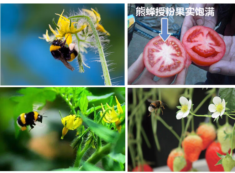 果攸熊蜂授粉熊蜂番茄甜瓜授粉草莓授粉约100只含卵和幼蜂沃蜂约100只