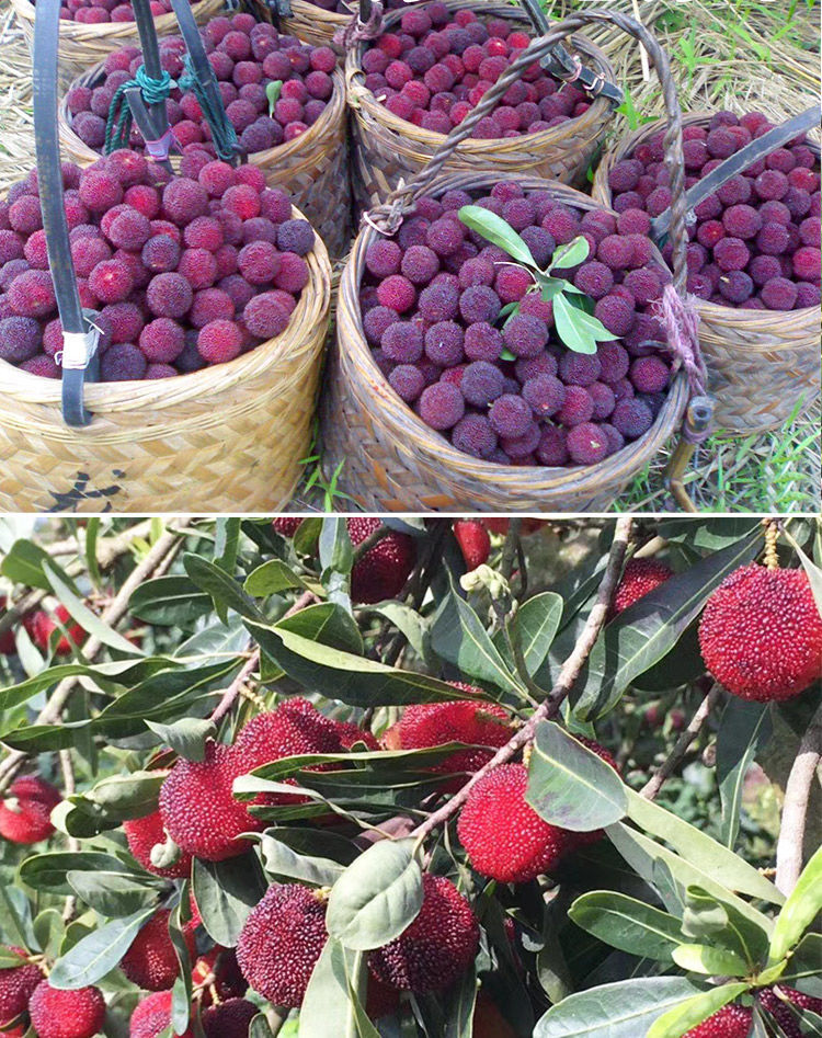 树苗南北方庭院盆栽地栽带土带叶黑炭杨梅1棵较甜中大果2年苗3040cm