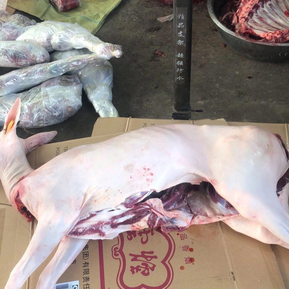 新鲜鹿肉正宗东北梅花鹿现杀整只白条鹿生鲜多规格斤数联系客服佑达