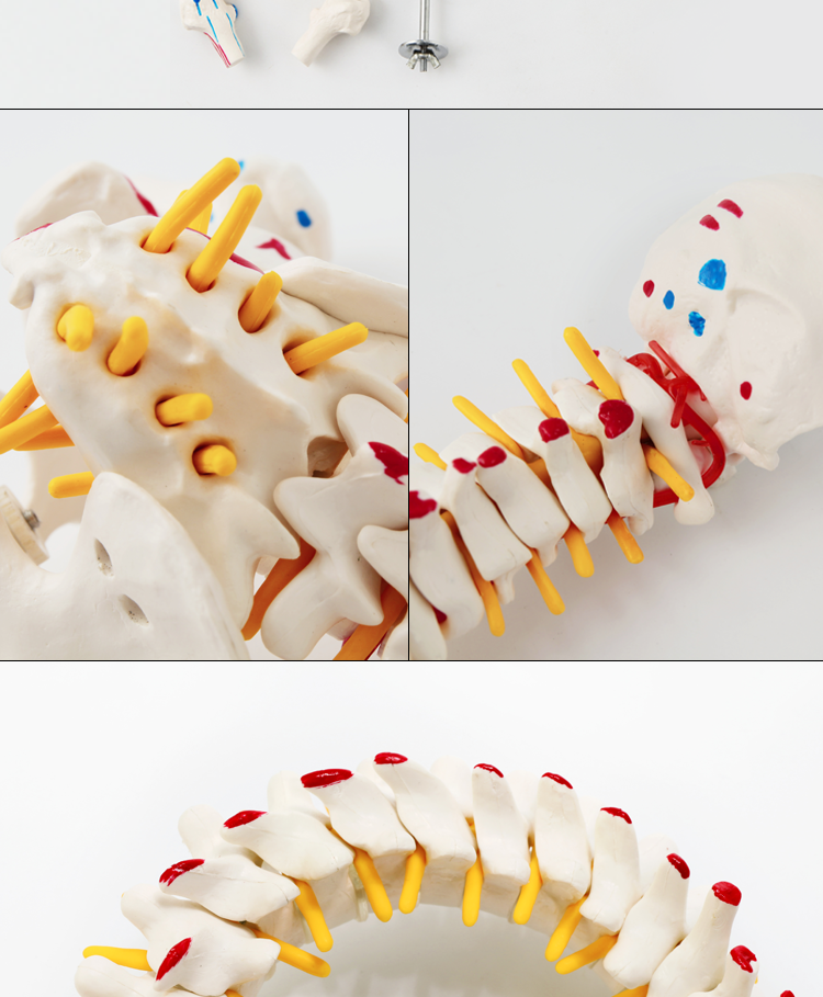 解剖可弯曲 神经骨骼教学脊椎骨 45厘米彩色立式脊椎 半腿骨【图片