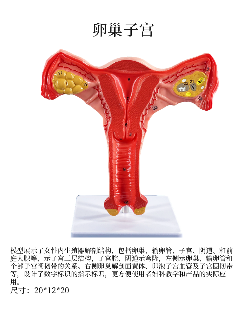 人体子宫解剖模型女性阴道生殖系统双侧卵巢子宫正常病理子宫教学