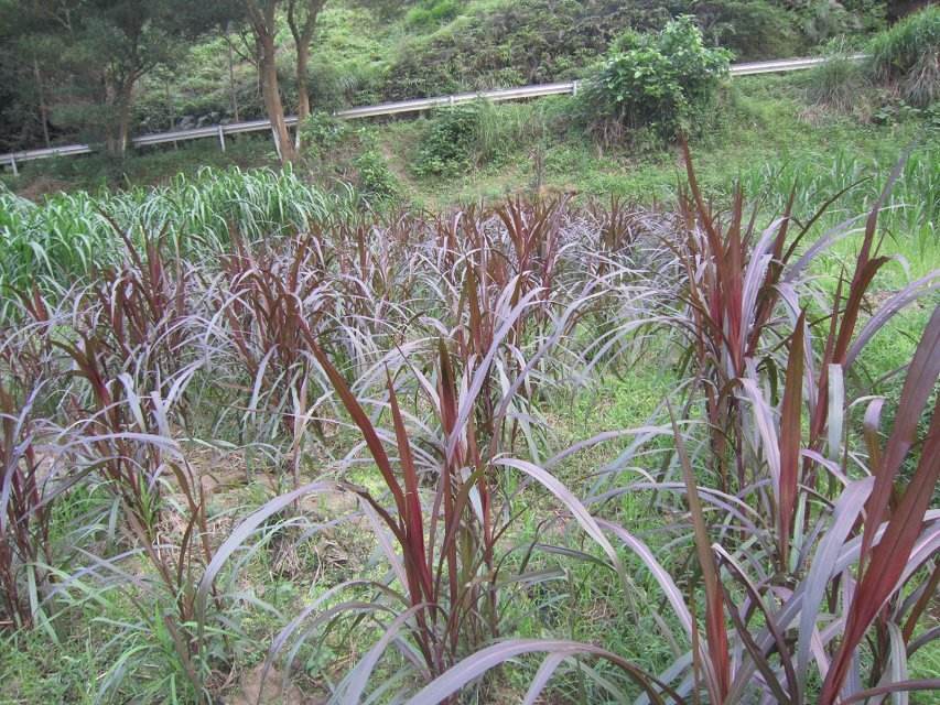 四季巴西红象草种节种籽紫色皇竹草种芽高产耐寒金牧粮草种节金牧粮草
