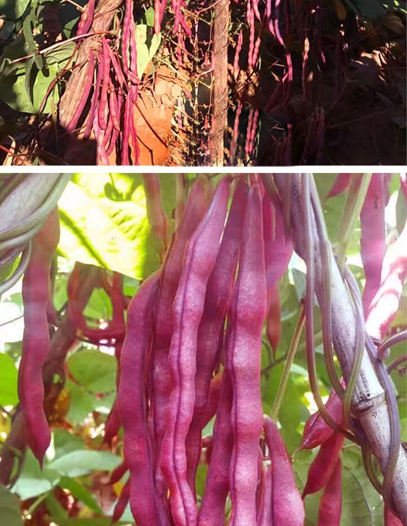 紫紅四季豆種子豆角芸豆大紫袍架豆爬藤春季秋季蔬菜種子田園原裝110