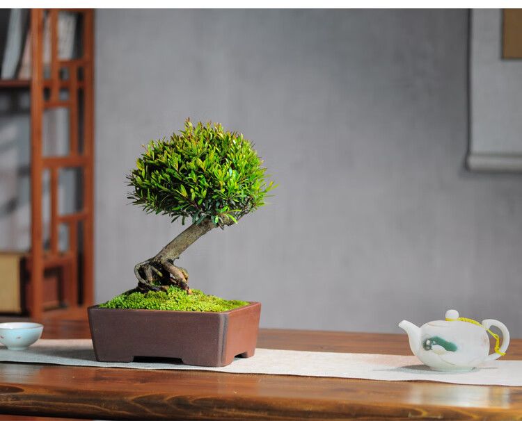 麦桑荷小叶赤楠盆景小老桩办公桌阳台书房造型绿植室内盆栽庭院四季