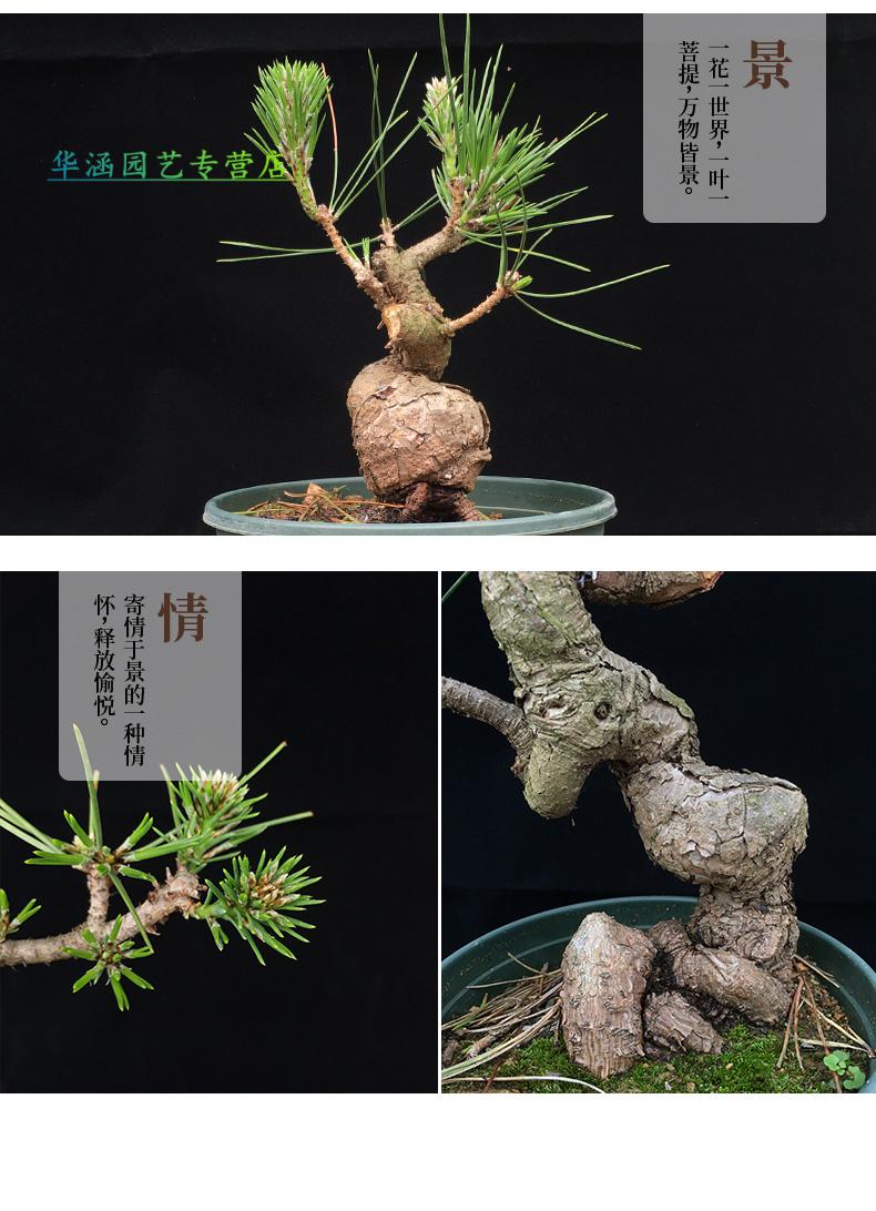 三河黑松小品盆栽悬崖迎客松日本黑松短针大阪松五针松桌面绿植黑色