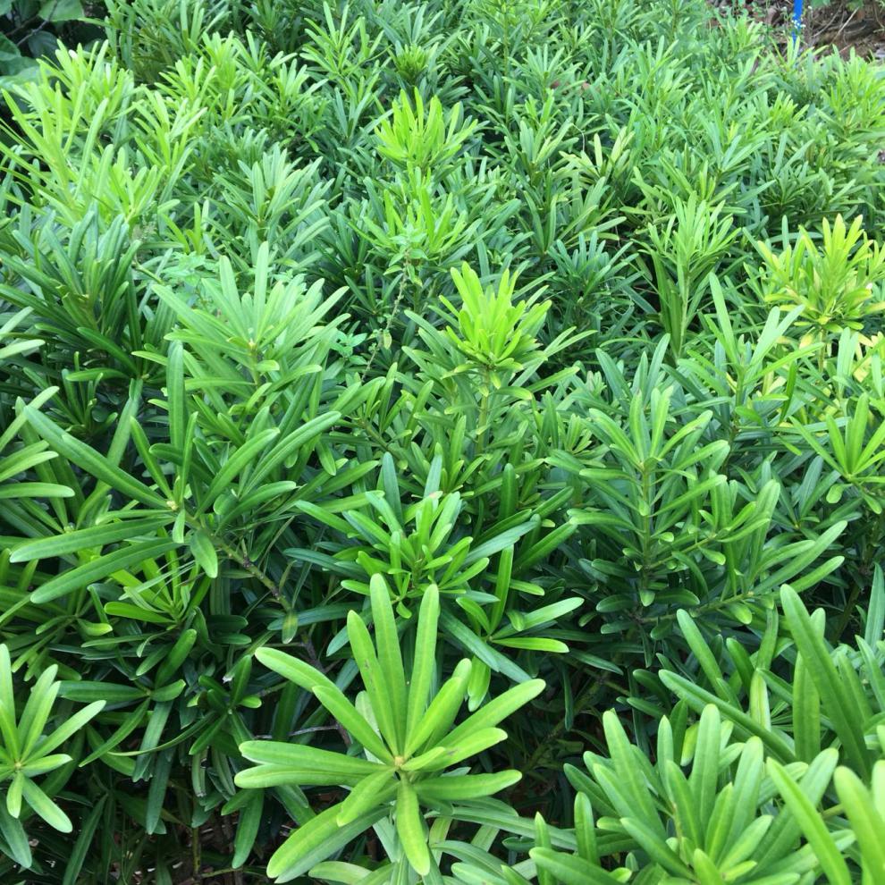 姬罗汉松树苗 罗汉松小苗 造型盆栽罗汉松观赏植物 绿化 庭院树 绿色