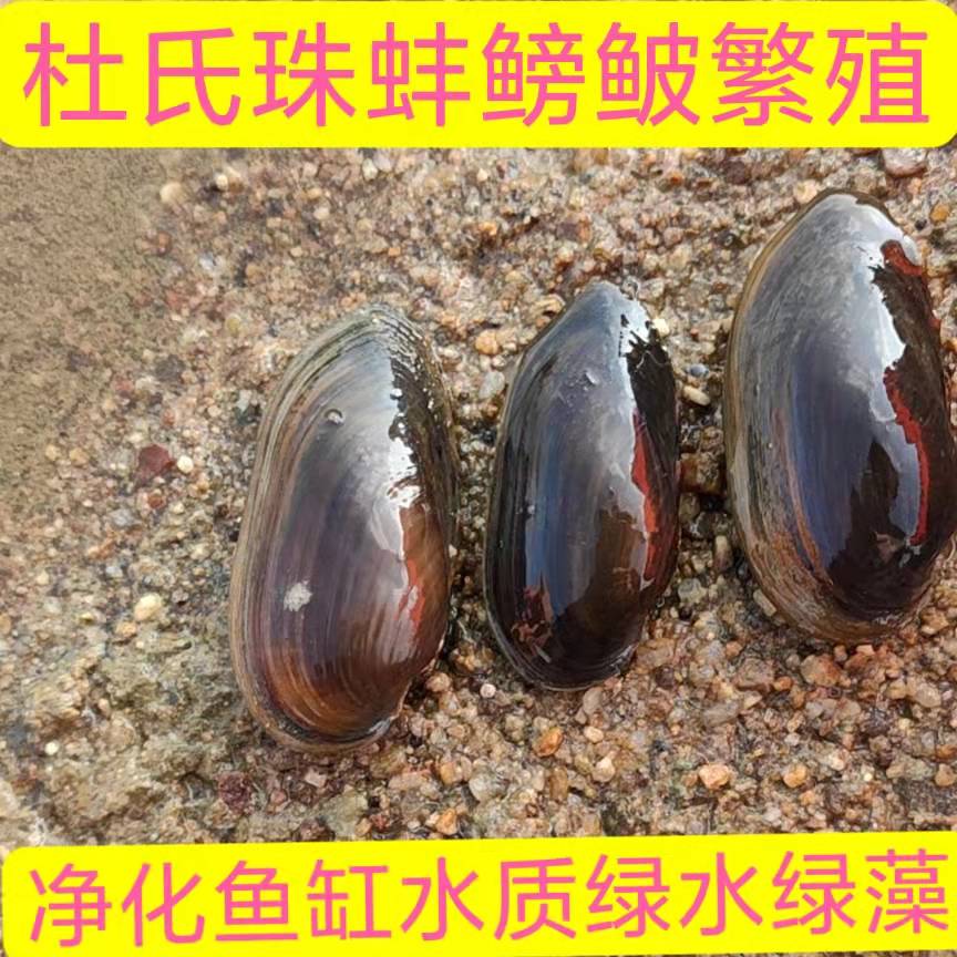 溪蚬黄金蚬小河蚌河蚬活体淡水冷水原生宠物小型水族除藻观赏螺.