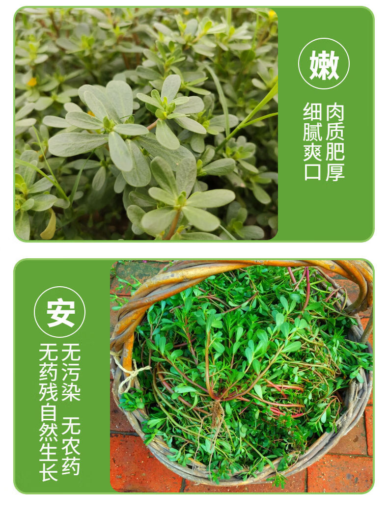 马玲菜功效作用图片图片