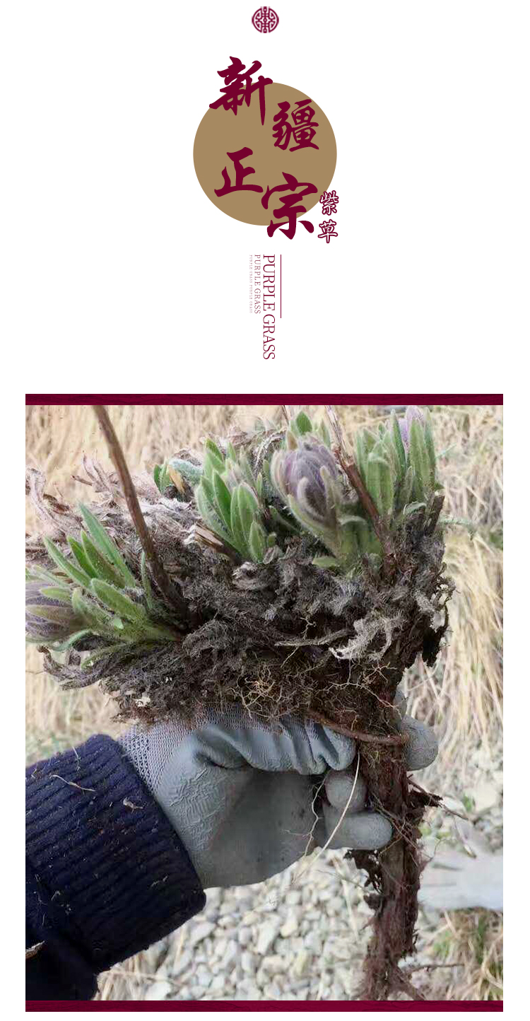 固珍堂山男中材紫草正宗新疆软紫草 紫草油原料100克真安全【图片