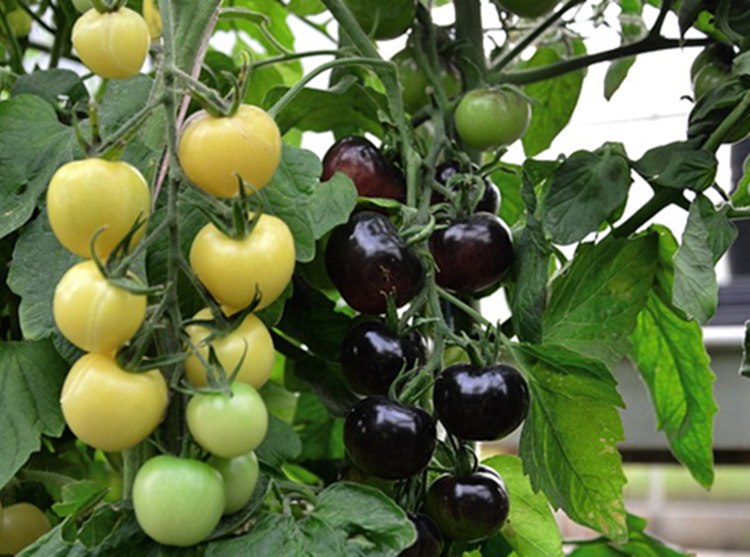 花中酷黑珍珠番茄黑番茄种子紫番茄籽水果四季阳台盆栽西红柿蔬菜种孑
