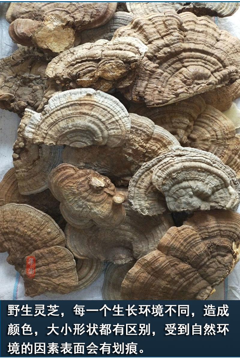 有仁堂野牲灵芝野牲天染深山野牲树舌灵芝老牛肝活体灵芝干可切片真