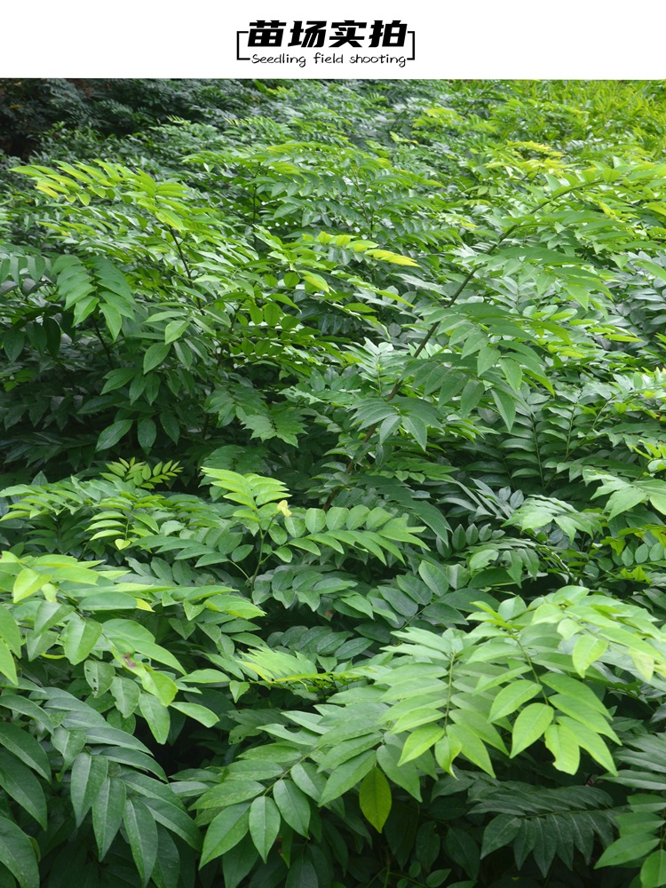 珍稀樹沉香木樹苗名貴苗木金絲楠木樹苗正宗奇楠沉香海南珍稀有小葉