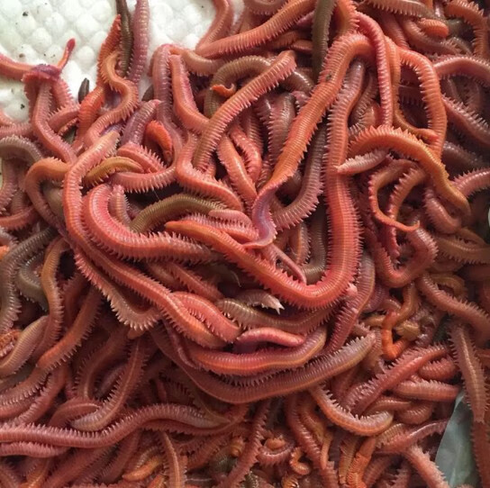 活沙蚕海蚯蚓青红虫海蜈蚣海蚂蟥海钓活饵鲤鱼食鲈鱼饵腥路亚饵全泡沫