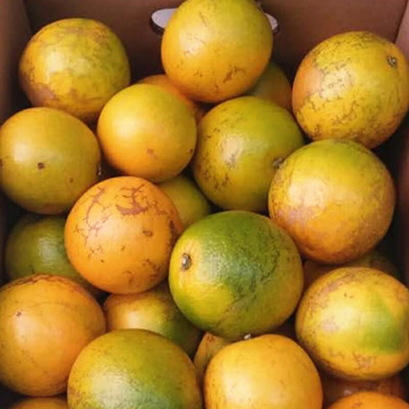 正宗花斑果云南冰糖橙 孕妇新鲜当季水果励志橙手剥甜橙子 5斤 70mm