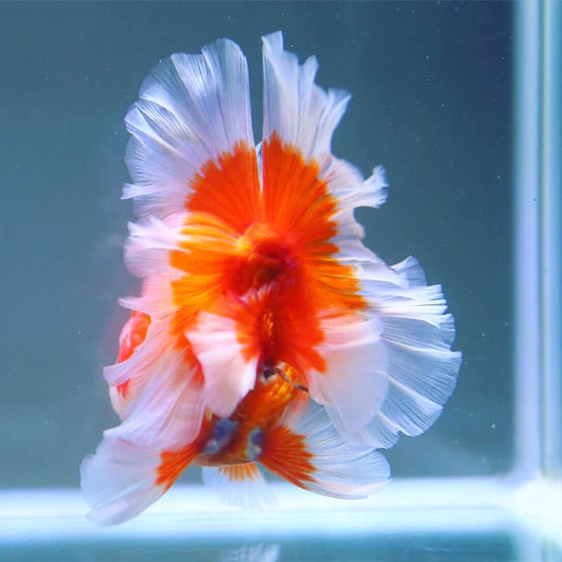 荣郁精品红泰狮金鱼活体f1巨人百褶鱼苗水族宠物金鱼冷水新疆西藏专链