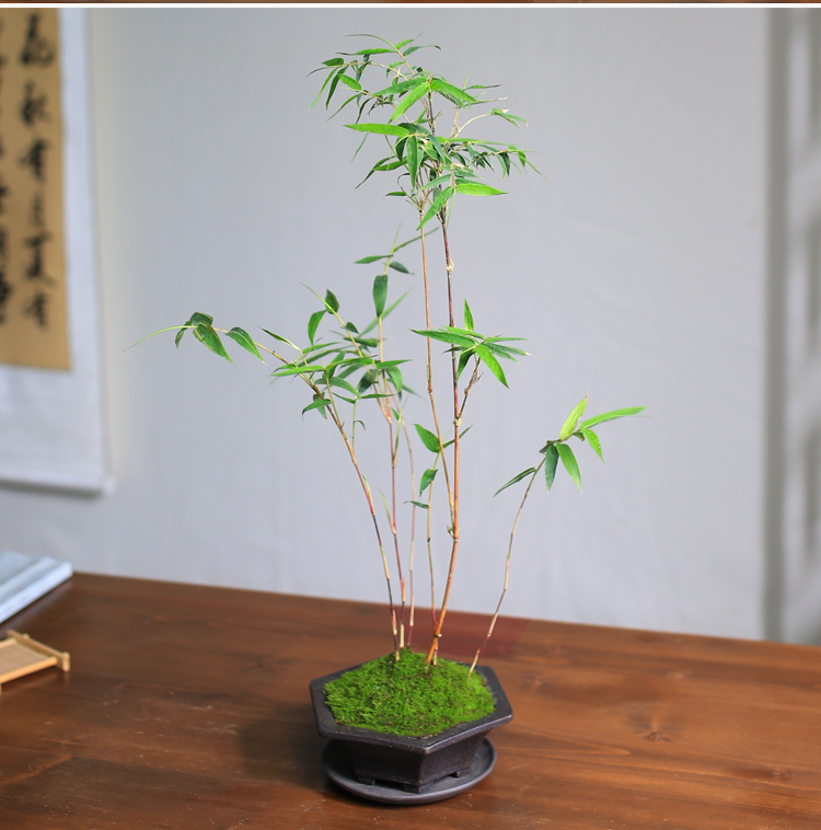 红竹盆景观音竹桌面绿植书房庭院阳台米竹植物办公室竹子盆栽室内