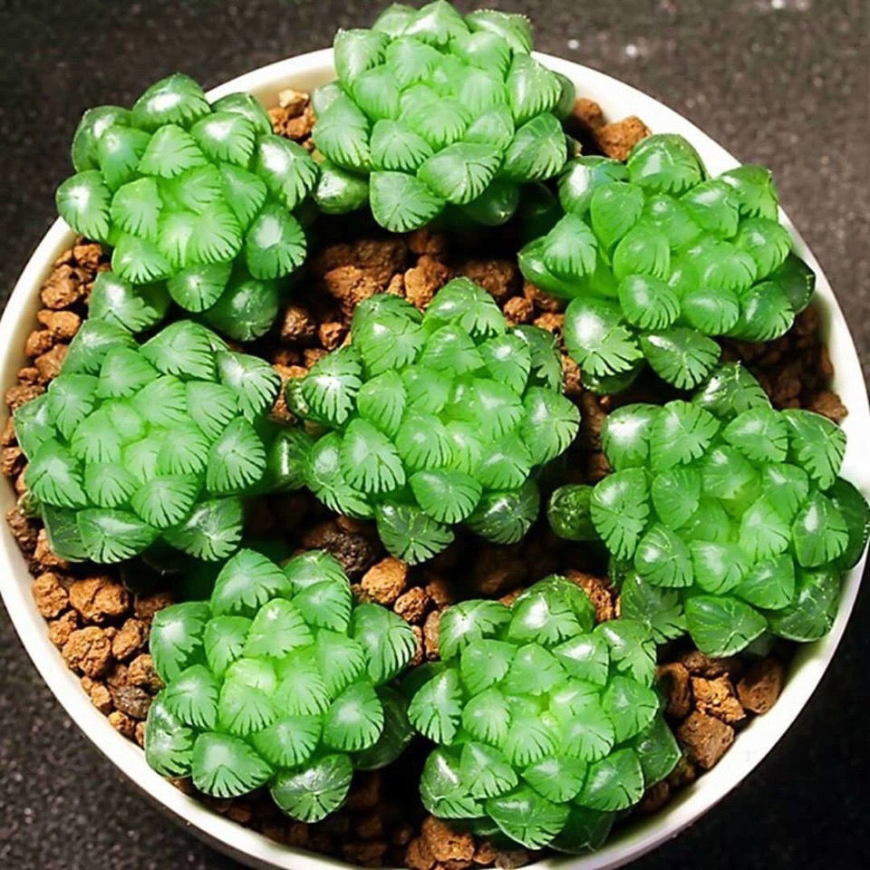 玉扇玉露雨露群生多头多肉植物桌面迷你小盆栽吸甲醛防辐射办公室 小