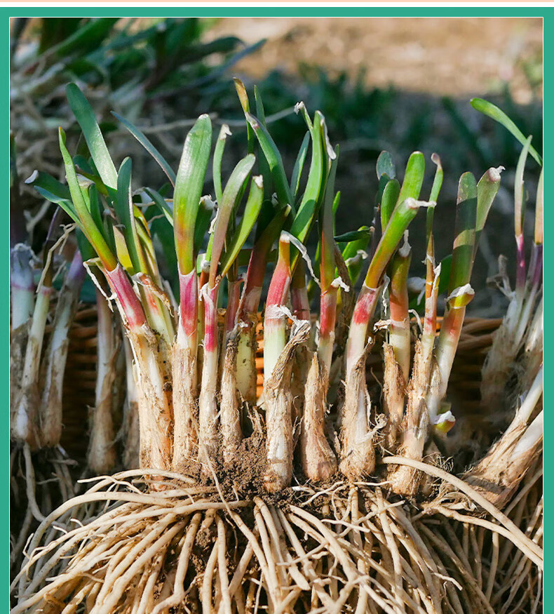 独根红韭菜种寿光红根九菜种籽子四季秋高产盆栽蔬菜苗根苗孑大全独根