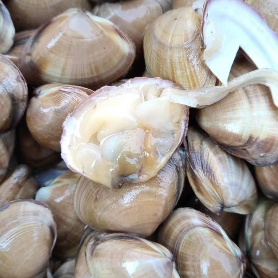 丹东活黄蚬子鲜活黄蚬子新鲜黄蚬子生鲜蚬子顺丰半斤